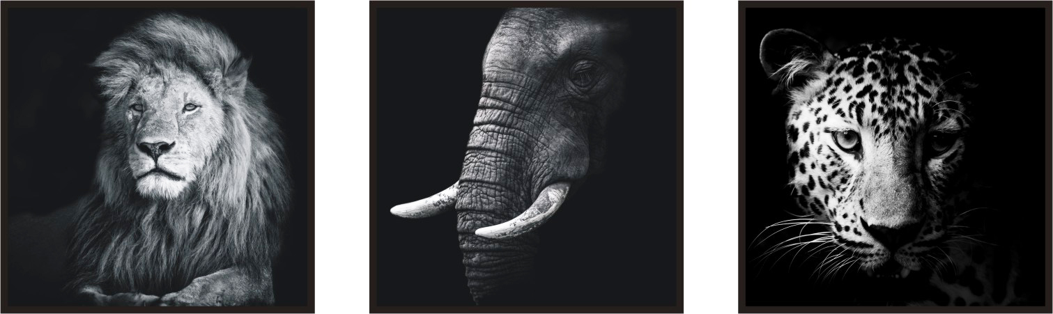 ASP004 Wall Décor art on acrylic PVC wildlife set of 3
